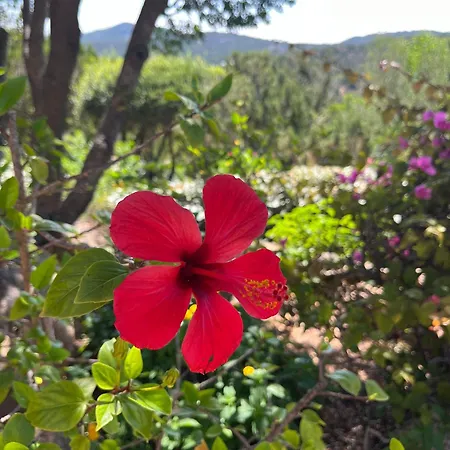 Prázdninový dům New Casa Singola Costa Smeralda-porto Cervo-pevero *